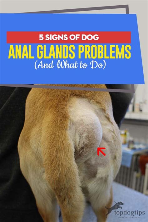 my dogs butt is leaking|Dog Anal Glands Problems: Signs, Causes, and。